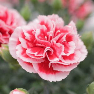 �������z�C�b�v�́A�Ԃ̌`���������A�Ԃ̉����̔��ƒ��S�̐Ԃ̐F�̑Δ䂪���͂ł��B