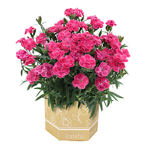 �ꏏ�ɂ��͂�����K�[�f���J�[�l�[�V�����ł��B