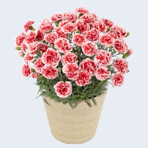 �ꏏ�ɂ��͂�����K�[�f���J�[�l�[�V�����ł��B