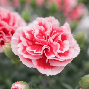 ��ʓI�ȃJ�[�l�[�V������菭�����Ԃ�ȉԌa�ł����A�ԕt�����悭��Ă₷���i��ł��B