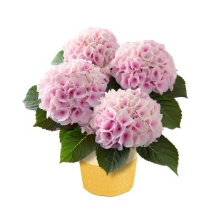 �ꏏ�ɂ��͂�����̂́A�A�W�T�C�u�R�b�g���L�����f�B�v�̔��A���ł��B��i�ŗD�����s���N�F����O���[���ɉԐF���ω�����i��ł��B�P�Ƌ��ɂ��ꂳ��ւ́u���肪�Ƃ��v�̋C������`���Ă��ꂻ���ł��B��