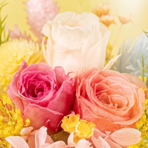 �V�����_�[�h�[���̒����ɂ́A���邢�o�����炢�Ă��܂��B