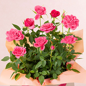 �o���̉Ԃ��؂Ɉ�ĂĂ��郀�[�~���}�}�ɂ��Ȃ�ŁA���ȃs���N�̃o�����Z�b�g�ɂ��܂����B