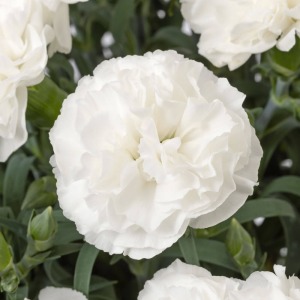 �Ԃ̃A�b�v�ł��B���̉A�e���ƂĂ��������ł��B