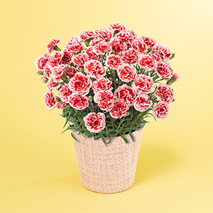 ��̓����͂��̃J�[�l�[�V���� �������z�C�b�v�ł��B
