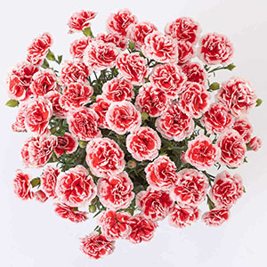 �����[�����āA���ɉԕt���̗ǂ��l�C�i��ł��B