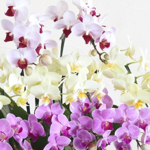 3��ނ̉Ԃ����؂ɋ������܂��B