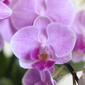 ��O�̌Ӓ����́A���ȍ��s���N�ł��B