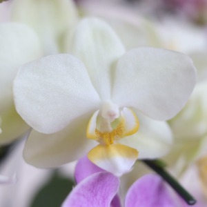 �����ɂ́A���������ӂ�鉩�F�̌Ӓ�����z�u�܂����B