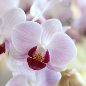 �g�b�v�ɂ́A�ԃ��b�v�ƌ�����؂₩�ȌӒ�����z�u���܂����B