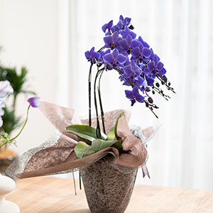 �ʊp�x����̃C���[�W�ł��B