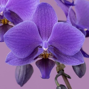 �c���N�T�̈�`�q�̓����ɂ����������A���E���̐F�n�̌Ӓ����ł��B