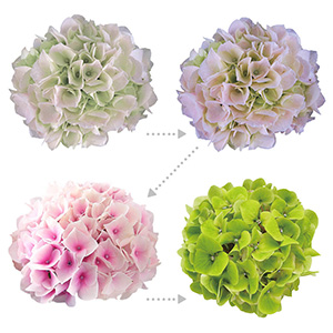 �炫�n�߂̓N���[���F�Ŏ��Ԃ��o�ƂƂ��ɁA�s���N���Z���Ȃ��Ă����܂��B�ԐF�̕ω��ƂƂ��ɒ������y���݂��������܂��B