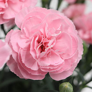 ���̓I�Ŋۂ݂�тт������I�Ȉ�ۂ̉Ԃł��B