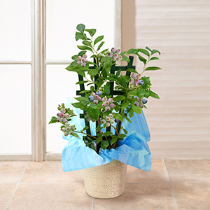 �������ɏ������Ƃ��̃C���[�W�ł��B