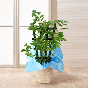 ���͂��͐F�t���n�߂̖��n�ȏ�Ԃł̂��͂��ɂȂ�܂��B�n���̂��y���݂ł��ˁB