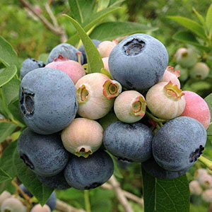 �F�t�������̂��珇�����n���Ă��������B