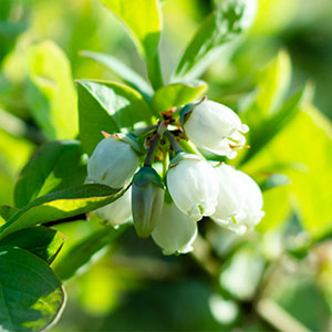 5�����ɏ����ȉ��炵���Ԃ��炩���܂��B