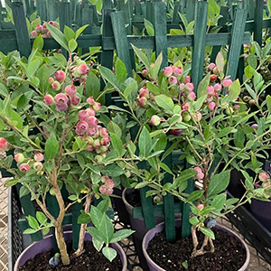 �o�׎��̐A���̃C���[�W�ł��B�V�󓙂̏����ɂ��A���͂���Ԃ��قȂ�\��������܂��B