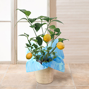 �������ɏ������Ƃ��̃C���[�W�ł��B