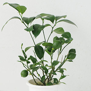 �J�Ԍ�̏����������̏�Ԃł̂��͂��ɂȂ�܂��B