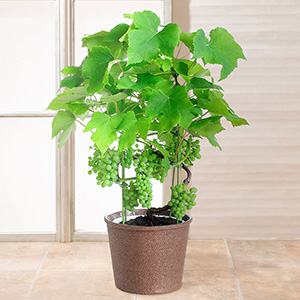 �������ɏ������Ƃ��̃C���[�W�ł��B