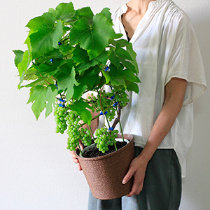 8�������珙�X�ɐF�t���n�߁A���n�����X�҂��������Ȃ�܂��B