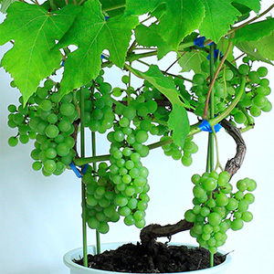 ���͐���Ԃł̂��͂��ŁA�Ă���F�t���n�߂܂��B���n���҂��������ł��B