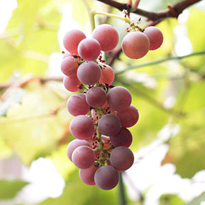 8�������珙�X�ɐF�t���n�߁A���n�����X�҂��������Ȃ�܂��B