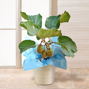 �������ɏ������Ƃ��̃C���[�W�ł��B