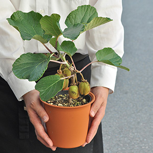 �o�X�P�b�g������o������Ԃ̔��A�����l�̏������������傫���̃C���[�W�ł��B