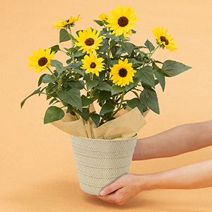 ��l�̏������������C���[�W�ł��B