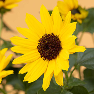 �ʏ�̃q�}���������̂܂܏����������悤�ȃq�}�����炵���Ԃł��B