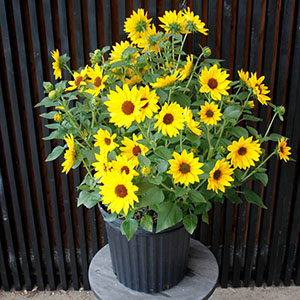 8���T�C�Y�ɐA���ւ���Ƃ���Ȃɑ傫���炿�܂��B�傫����ĂĂ�������Ԃ��炩���܂��傤�B