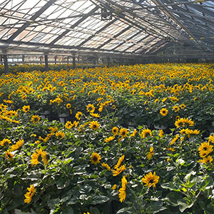 �o�ג��O�̃n�E�X�͂܂��ɐ�i�I