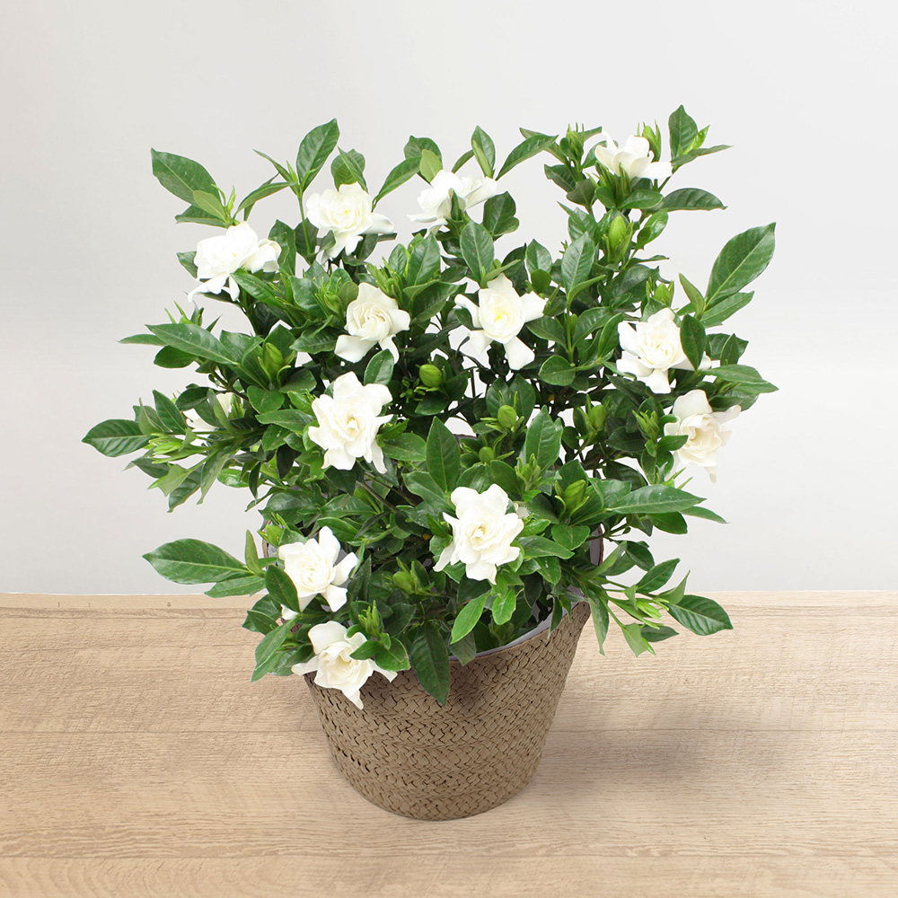 �������ɏ������Ƃ��̃C���[�W�ł��B