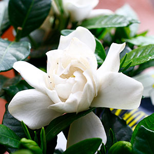 ���o���̂悤�ȗD��Ȕ��d�炫�̃K�[�f�j�A�ł��B