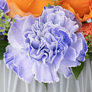 ���x���_�[�F�ɐ��߂��J�[�l�[�V�������A���ʊ��̂��鑡�蕨�Ƃ��ăI�X�X���ł��B