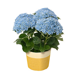 �A�W�T�C���A���Z�b�g�u�󑐂ނ��Ƃ�@�����΁v