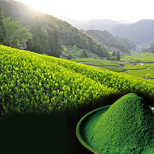 ���R�L���ȓV���앚�����̗N���ō���钃���΂́A�������̐É����Y�����ƎR����������Ă��܂��B