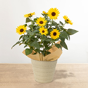 ���̓����͂��̃q�}���� �\���V�[�J�[�ł��B