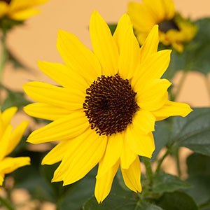 �ʏ�̃q�}���������̂܂܏����������悤�ȃq�}�����炵���Ԃł��B