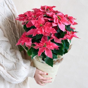 ��l�̏��������������̑傫���C���[�W�ł��B