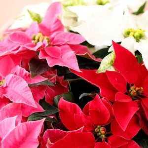 3�F�̃v�����Z�`�A���o�����X�悭�d���Ă��Ă��܂��B