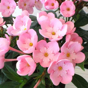 鉢植え「天然アロマの贈り物　におい桜　ココ」