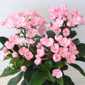 鉢植え「天然アロマの贈り物　におい桜　ココ」