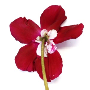 Auk̃VN@v