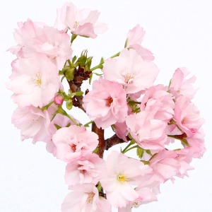 盆栽「桜の苔玉」