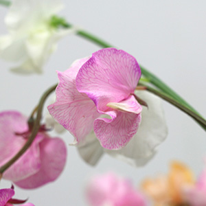 ������ї��悤�ȃq���q�������Ԃ̌`����w��o�x�w�D�����v���o�x�̉Ԍ��t�������܂�