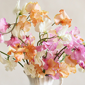 �t�炵���F���Ő��߂��s���N�E�I�����W�ƃi�`�������ȃz���C�g��3�F�A�\�[�g�ł��͂����܂��B